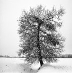 Della Rovere nella neve ;/) Della Rovere nella neve ;/)