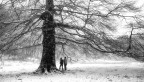 nevica