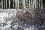 neve, luci ed ombre