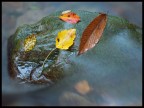 Come d'autunno le foglie su di un sasso