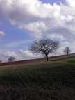Albero