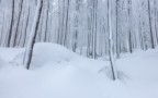 nel bosco