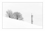 alberi