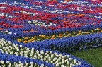 Tulipani variopinti