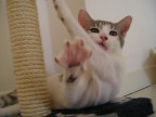 La mia gatta... qualche chilo fa