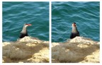 Riserva di Paracas  Ho proposto lo stesso soggetto di profilo e prospetto per far vedere meglio i graziosi ciuffetti bianchi ai lati del capo.