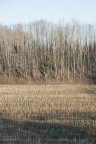 Pattern invernale