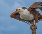 aquila pescatirce