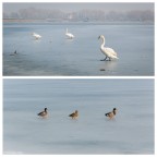 Quando il Lago Ghiacci... Epilogo
