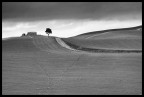 Un antico casolare sulla sfondo e un albero che rompe la monotonia del paesaggio, tra un cielo minaccioso e campi finemente lavorati.