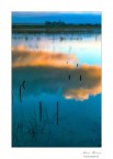 Riflessi nel padule