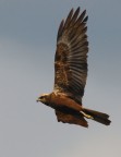 falco di palude