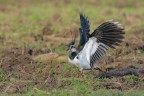 Pavoncella_Vanellus-vanellus_DSC3260.jpg