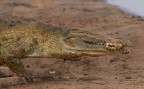 coccodrillo