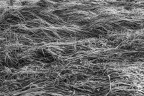 Onde