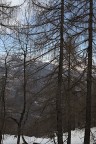 Oltre il bosco