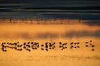 Avocette