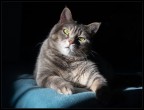 ritratto felino