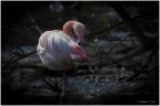 Think Pink
