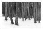 bosco d'inverno