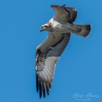 falco pescatore