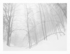 Bosco invernale nella nebbia
