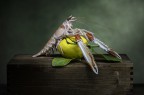 Lo scampo e il limone