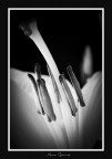 bianconero