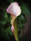Flower therapy