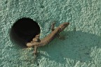 Duecertole