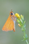 Tymelicus acteon