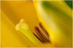 liliim