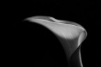 Calla 2