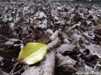 Foglia solitaria