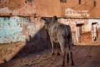 Vota per Mahesh