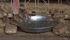 Qui i topi sono sacri