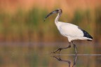 Ibis Sacro