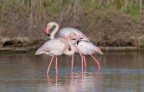 Fenicotteri rosa
