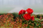 Rosso Nebbia