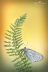 Armony