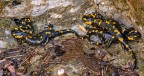 Salamandre