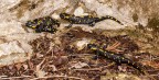 Salamandre 2