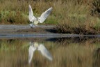 Gabbiano-roseo_DSC2935