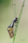 Libelloides-coccajus_DSC0120