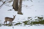 Capriolo dopo una nevicata primaverile