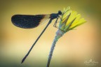 Calopteryx