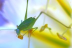 fanerottera