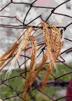 Foto eseguita con fotocamera a pellicola Nikon F80 e negativa Fujifilm Reala.  
Effetti speciali: In questa foto, specialmente lo sfondo, appare quasi come una riproduzione fotografica di un dipinto astratto.