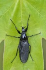 Simmetrie