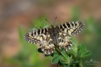 Zerynthia polyxena